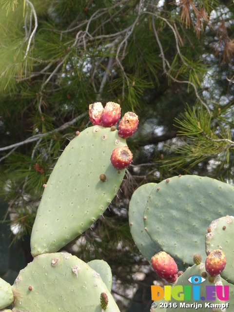 FZ027869 Prickly pears